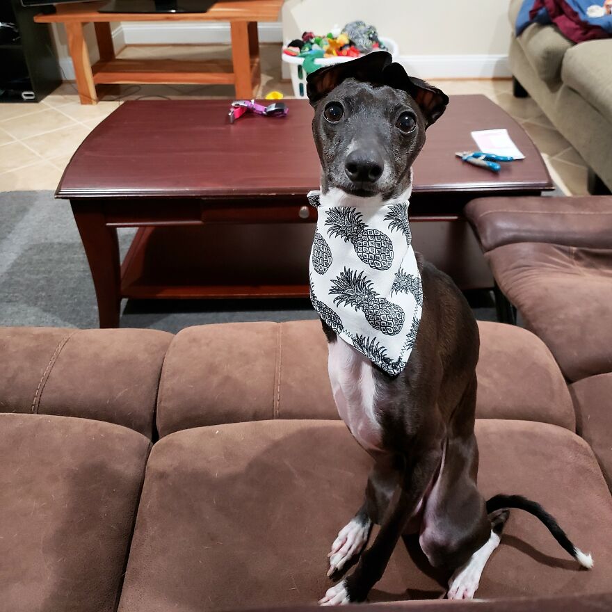 Italian Greyhound "Melts" When His Owner Tries To Take Pictures With Him Italian Greyhound "Melts" When His Owner Tries To Take Pictures With Him