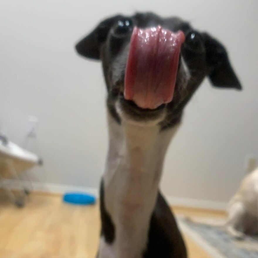 Italian Greyhound "Melts" When His Owner Tries To Take Pictures With Him Italian Greyhound "Melts" When His Owner Tries To Take Pictures With Him