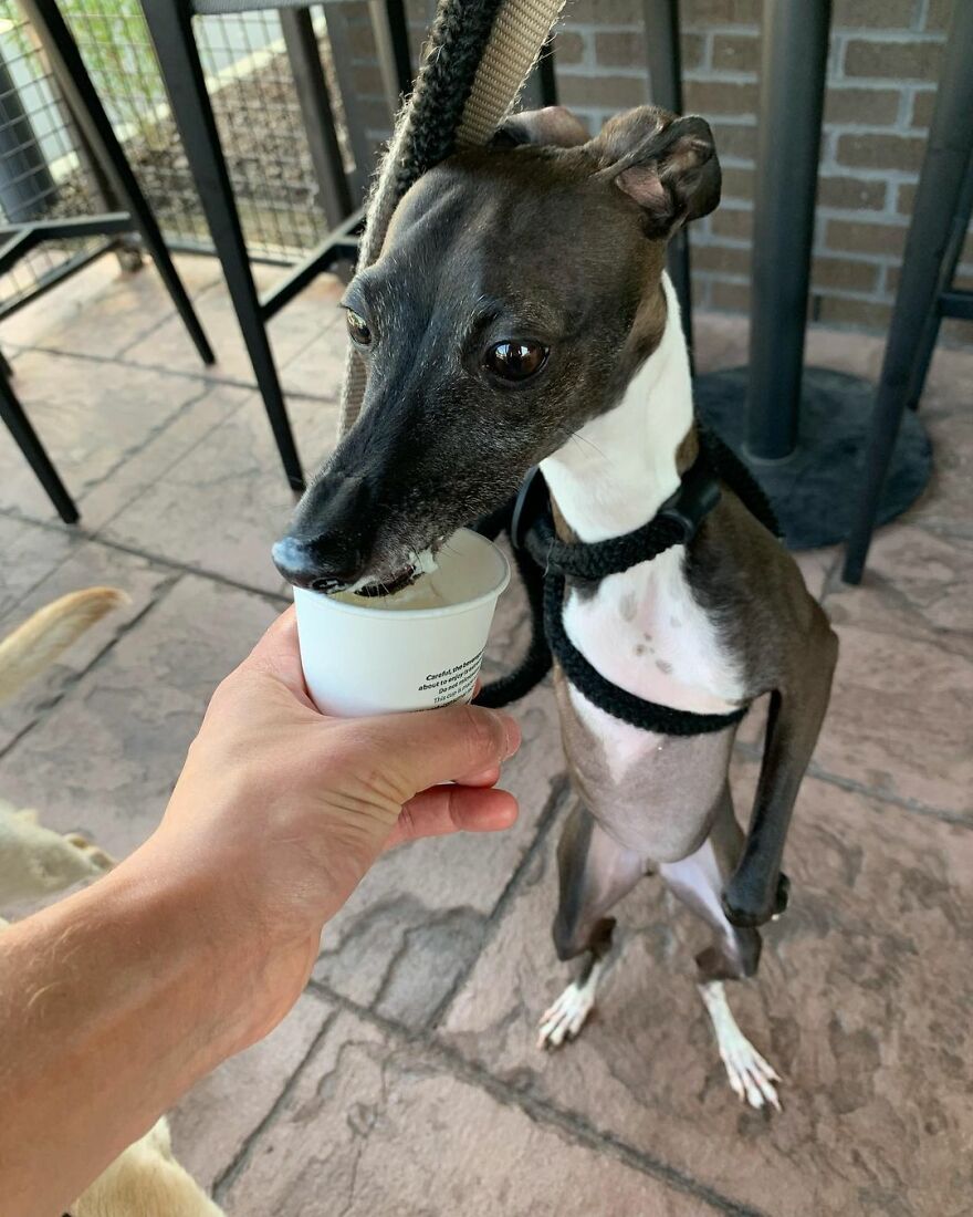 Italian Greyhound "Melts" When His Owner Tries To Take Pictures With Him Italian Greyhound "Melts" When His Owner Tries To Take Pictures With Him