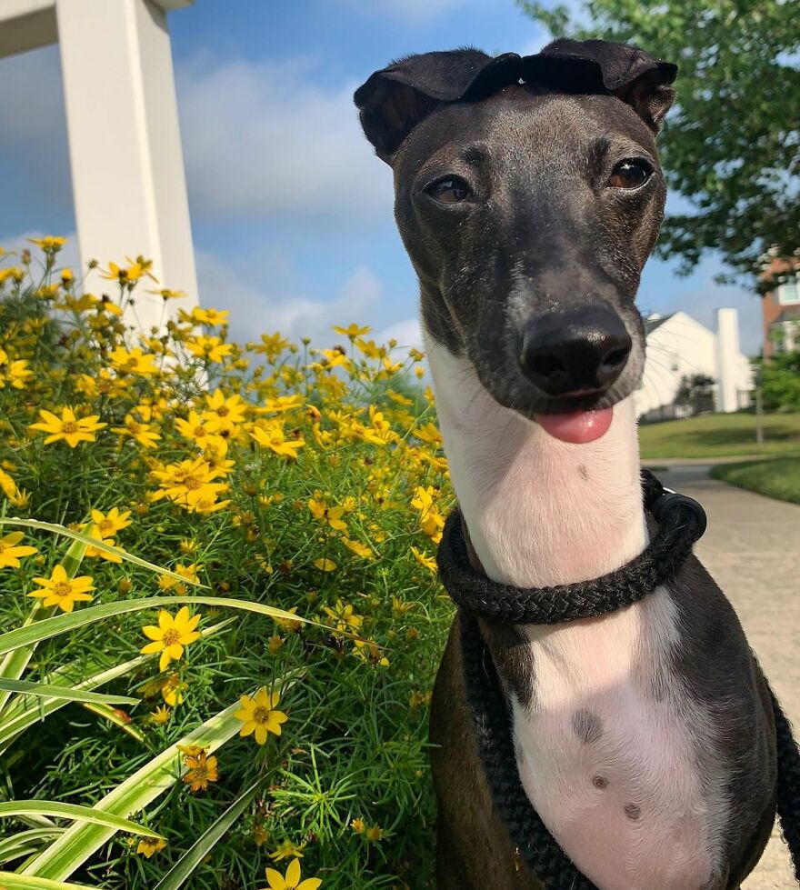 Italian Greyhound "Melts" When His Owner Tries To Take Pictures With Him Italian Greyhound "Melts" When His Owner Tries To Take Pictures With Him