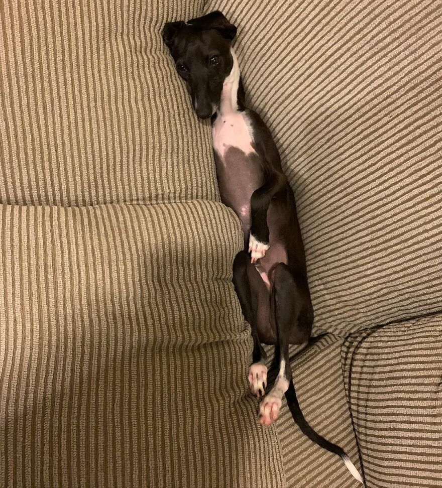 Italian Greyhound "Melts" When His Owner Tries To Take Pictures With Him Italian Greyhound "Melts" When His Owner Tries To Take Pictures With Him