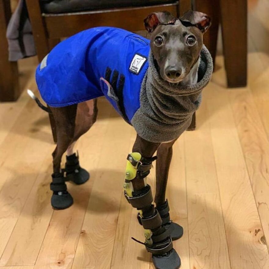 Italian Greyhound "Melts" When His Owner Tries To Take Pictures With Him Italian Greyhound "Melts" When His Owner Tries To Take Pictures With Him