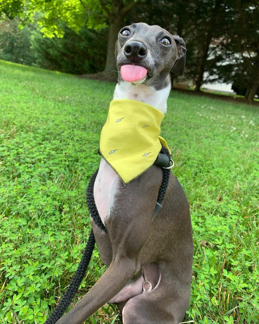 Italian Greyhound "Melts" When His Owner Tries To Take Pictures With Him Italian Greyhound "Melts" When His Owner Tries To Take Pictures With Him