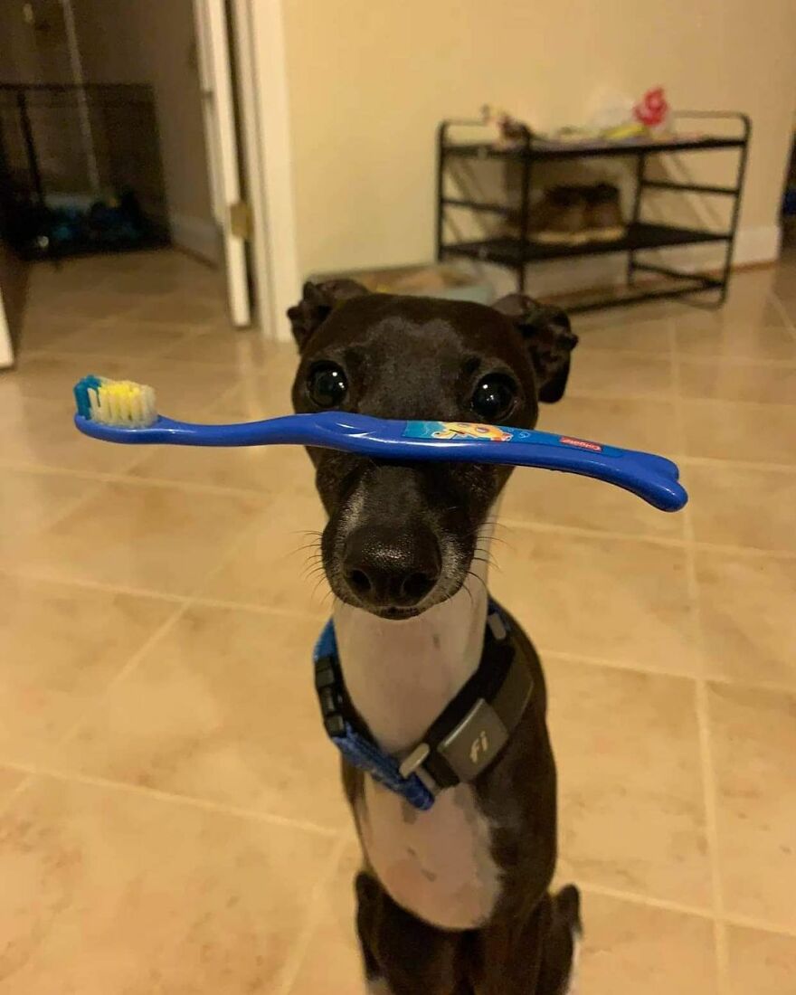Italian Greyhound "Melts" When His Owner Tries To Take Pictures With Him Italian Greyhound "Melts" When His Owner Tries To Take Pictures With Him