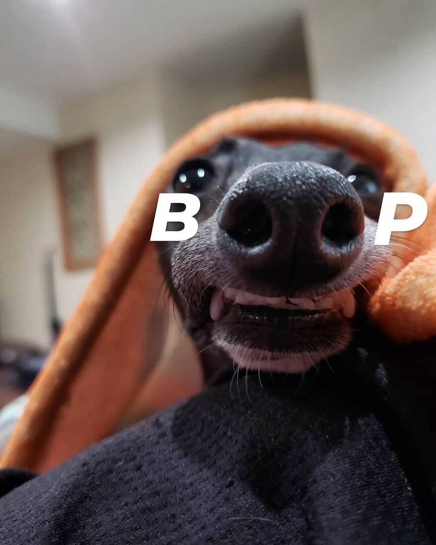 Italian Greyhound "Melts" When His Owner Tries To Take Pictures With Him Italian Greyhound "Melts" When His Owner Tries To Take Pictures With Him