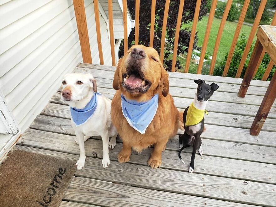 Italian Greyhound "Melts" When His Owner Tries To Take Pictures With Him Italian Greyhound "Melts" When His Owner Tries To Take Pictures With Him