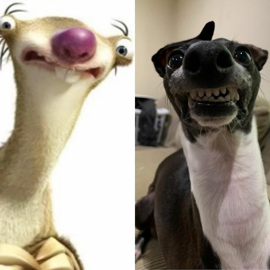 Italian Greyhound "Melts" When His Owner Tries To Take Pictures With Him Italian Greyhound "Melts" When His Owner Tries To Take Pictures With Him