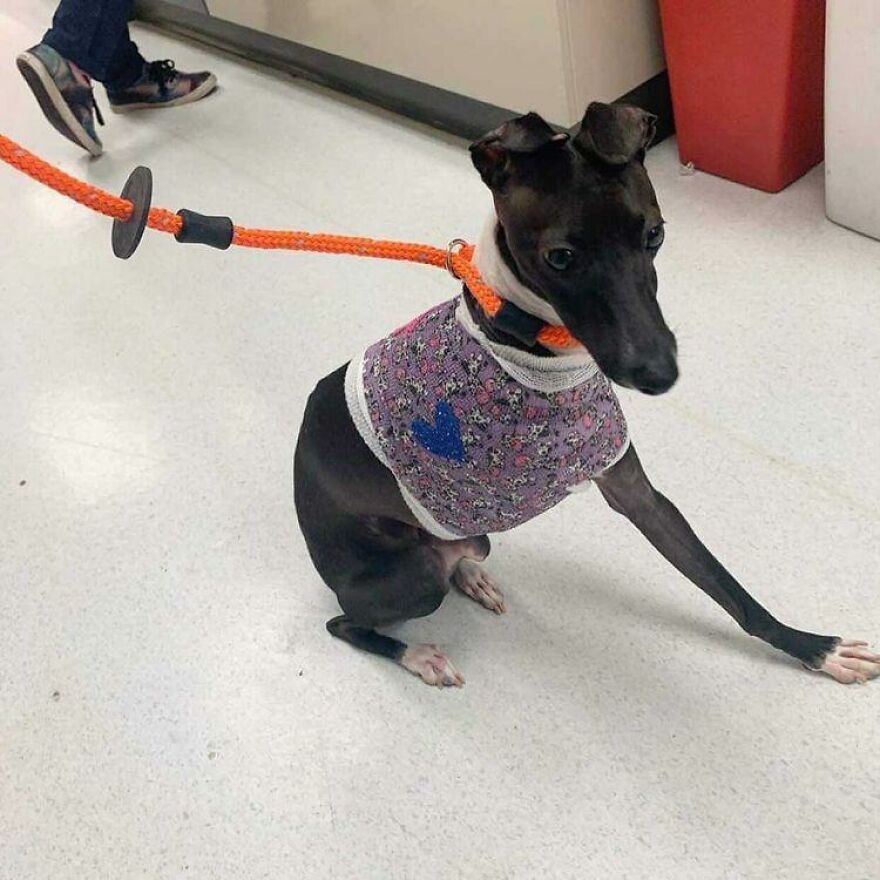 Italian Greyhound "Melts" When His Owner Tries To Take Pictures With Him Italian Greyhound "Melts" When His Owner Tries To Take Pictures With Him