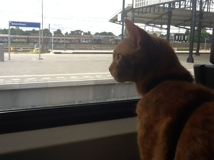 My Autodidact Servicecat Sjaak Is With Me 18+ Years. I Keep Telling Him He Can Retire.