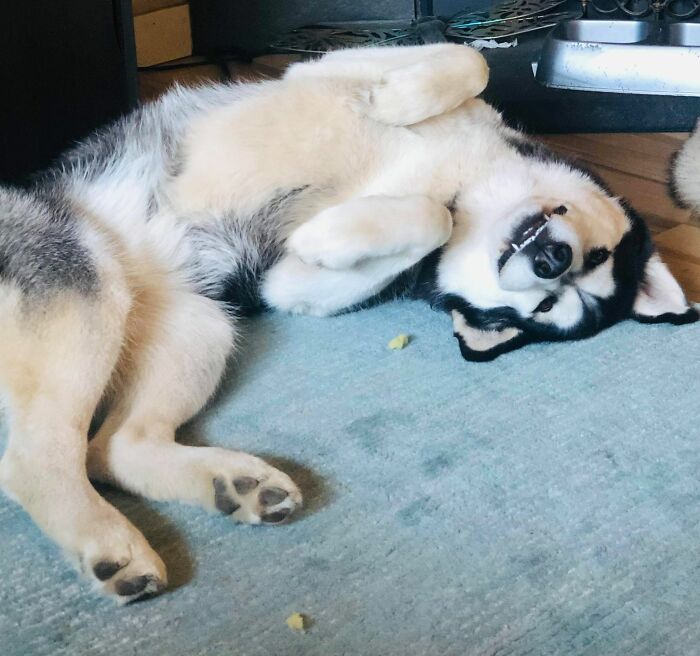 Me: Dog. Be Derpy. Dog: *derp Magerp* Me: Nailed It.