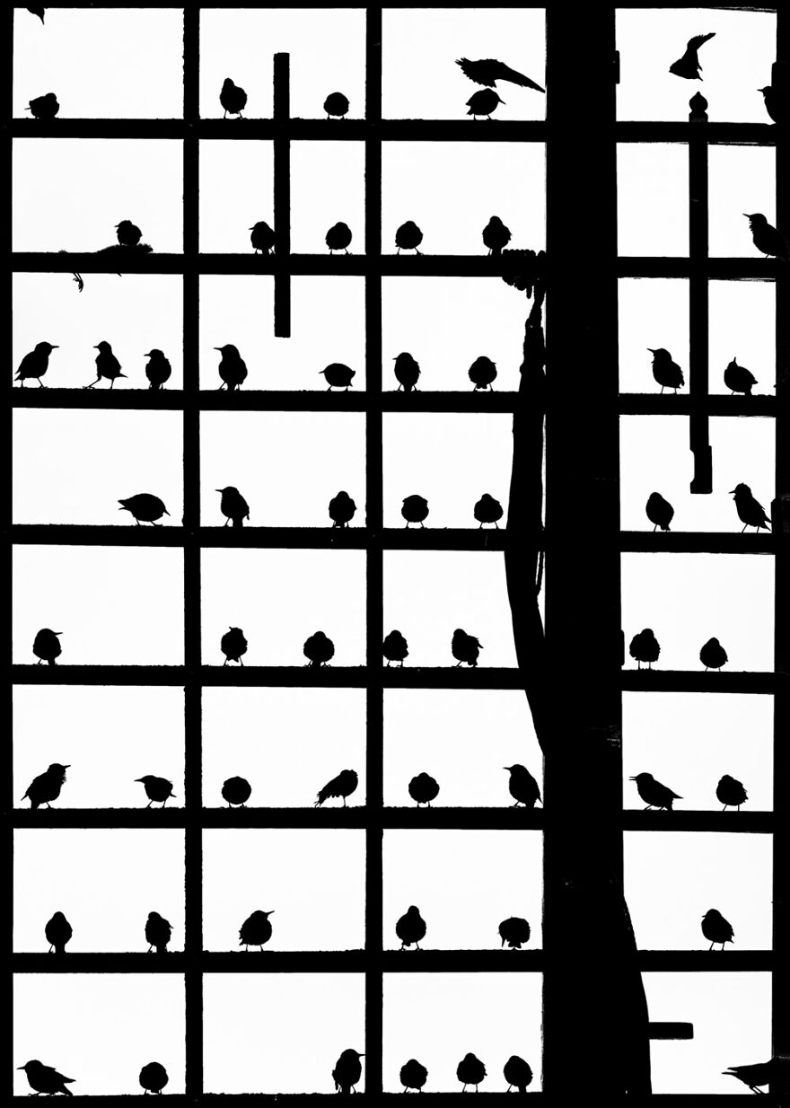 Animals – Robert Sommer. Einzelzimmer Frei