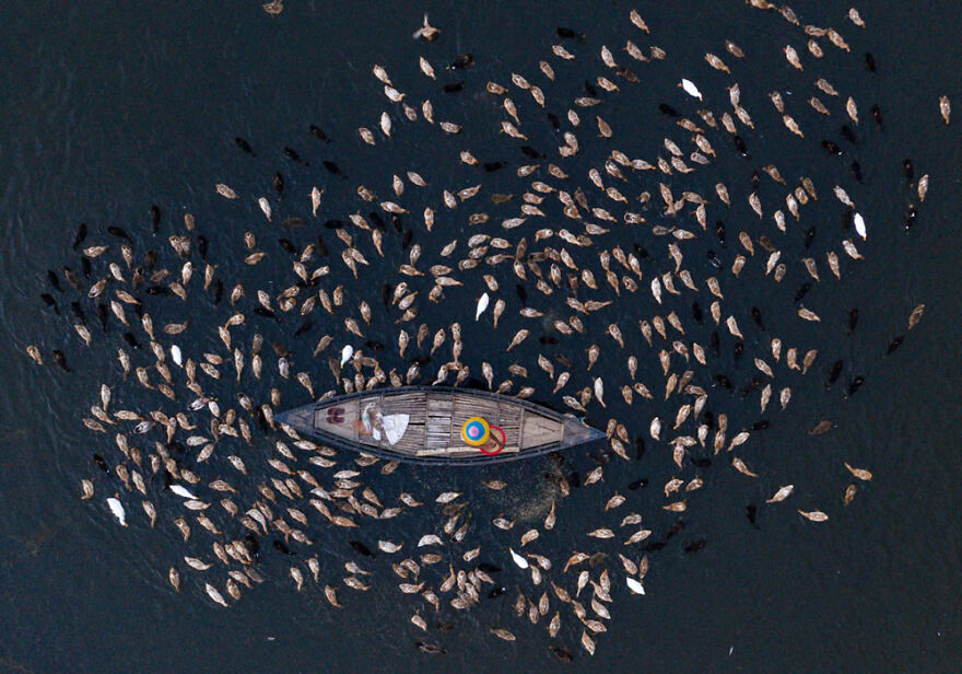 Aerial Photos – Best Entry By Sultan Ahmed Niloy. Ducks Feeding