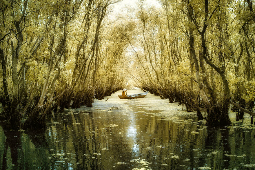 Landscapes - By Manh Ngoc Nguyen. Im Melaleuca Wald
