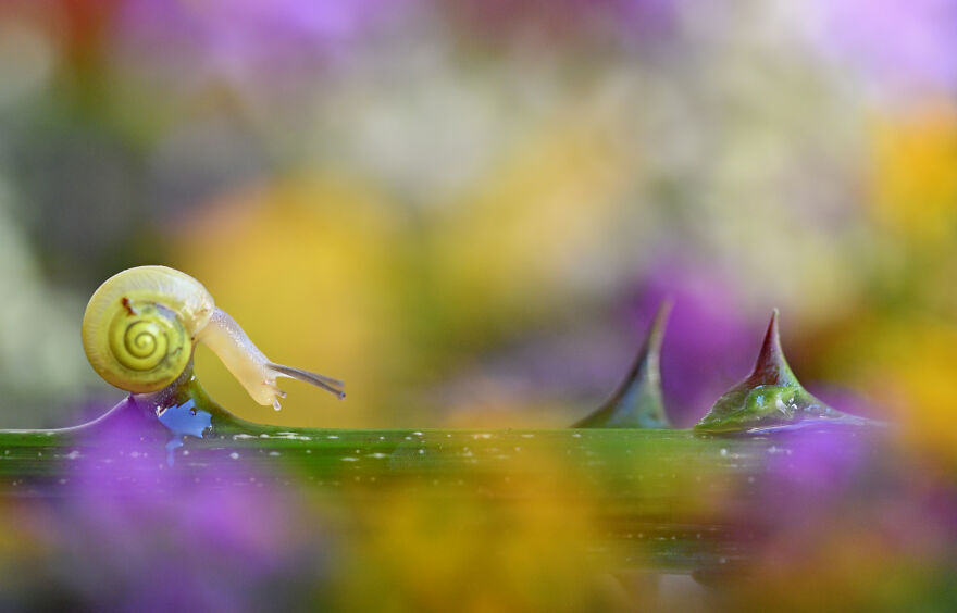Animals - By Giuseppe Bonali. The Snail