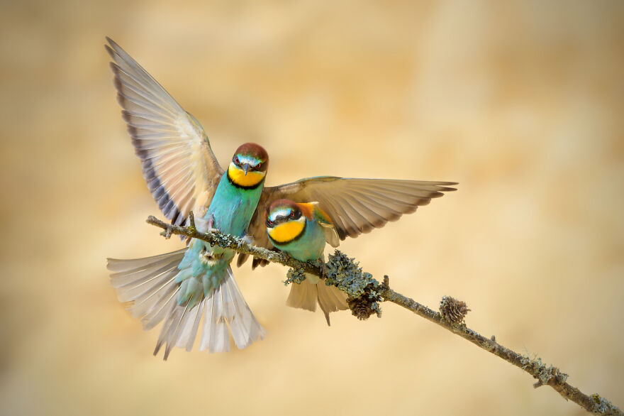 Animals - By Zdenek Pachovský. Merops Apiaster
