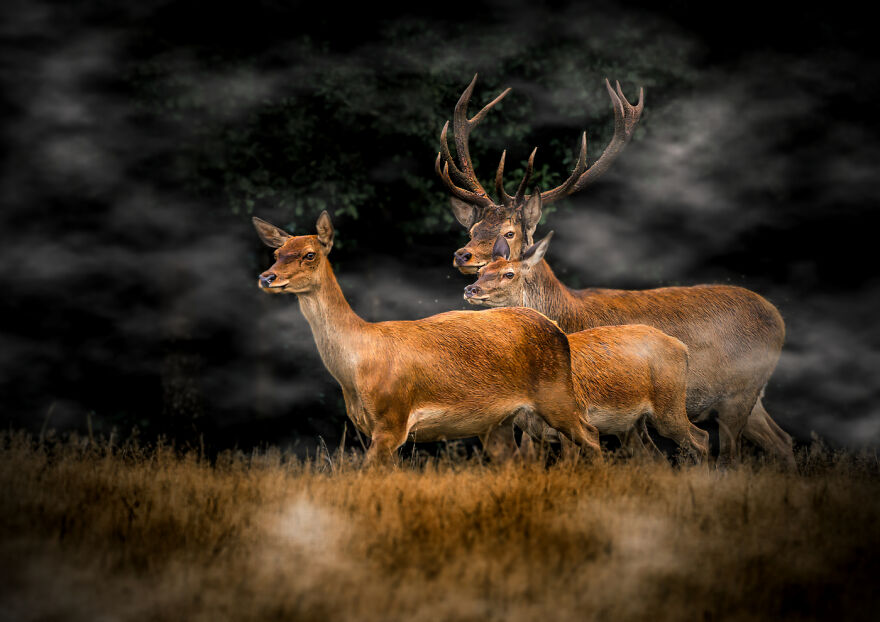 Animals - By Zdenek Pachovský. Cervus Elaphus
