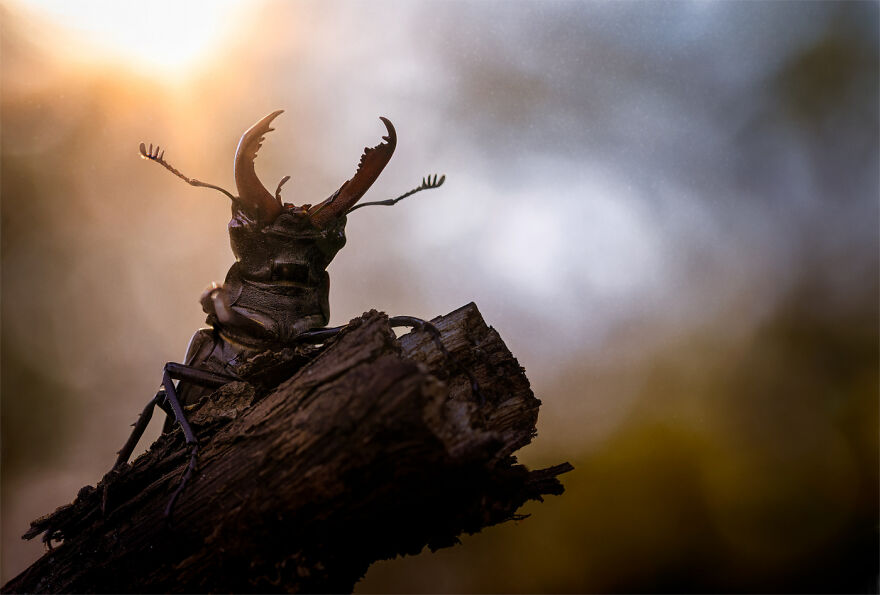 Animals - By Michael Joest. Schattenfürst