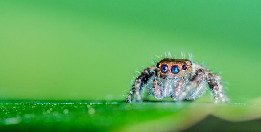 Animals - By Antoine Celant. Araignée Sauteuse