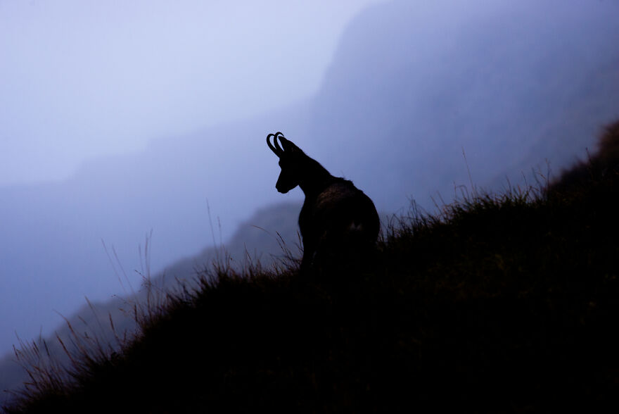 Animals - By Rudy Joerg. Camoscio