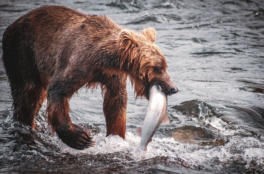 Animals - By Lucie Vaňková. Hunter