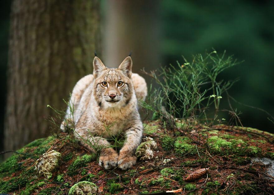 Animals - By Isabel Tomczyk. Luchs Auf Der Lauer...