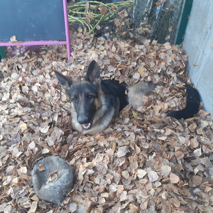 As It Turned Out, A Bunch Of Leaves Is Needed In Order To Sit There