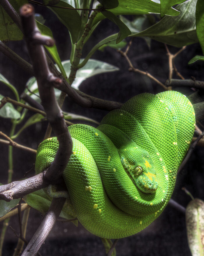 Tree Python In Berlin Zoo