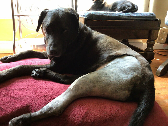 My Dog Brista Tore Both Her Acls. She Recovered Great From Her First Surgery And Her Second One Was Yesterday. She’s Doing Well So Far