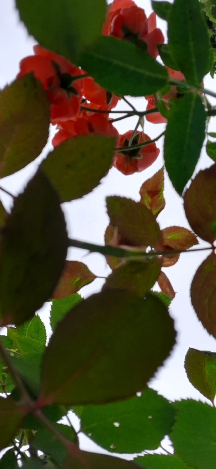 Hey Pandas! Wanted To Show Some Pics I Clicked With A Not So Good Camera