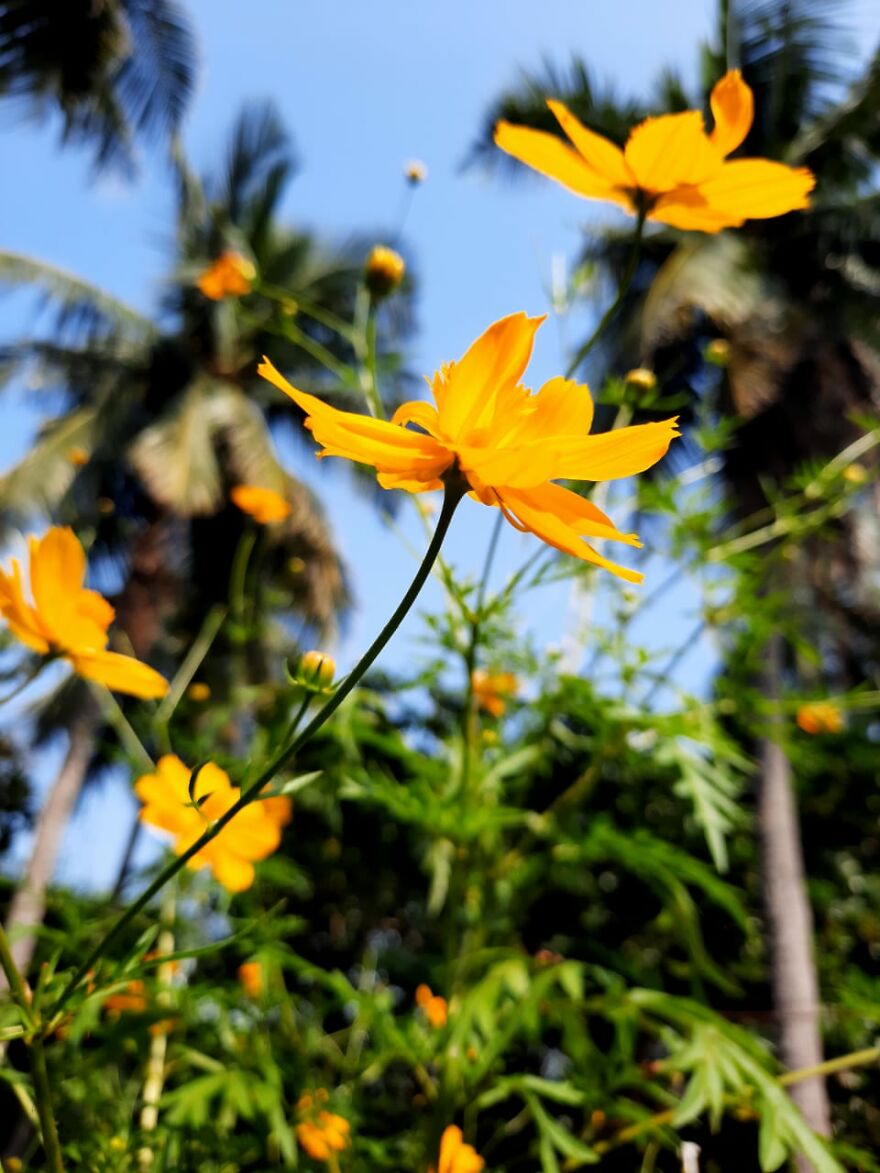 Hey Pandas! Wanted To Show Some Pics I Clicked With A Not So Good Camera Hey Pandas! Wanted To Show Some Pics I Clicked With A Not So Good Camera