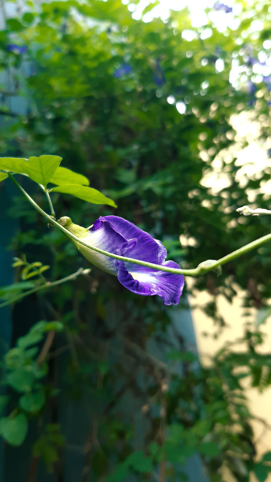 Hey Pandas! Wanted To Show Some Pics I Clicked With A Not So Good Camera Hey Pandas! Wanted To Show Some Pics I Clicked With A Not So Good Camera