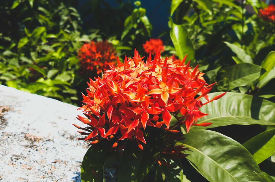 Hey Pandas! Wanted To Show Some Pics I Clicked With A Not So Good Camera Hey Pandas! Wanted To Show Some Pics I Clicked With A Not So Good Camera