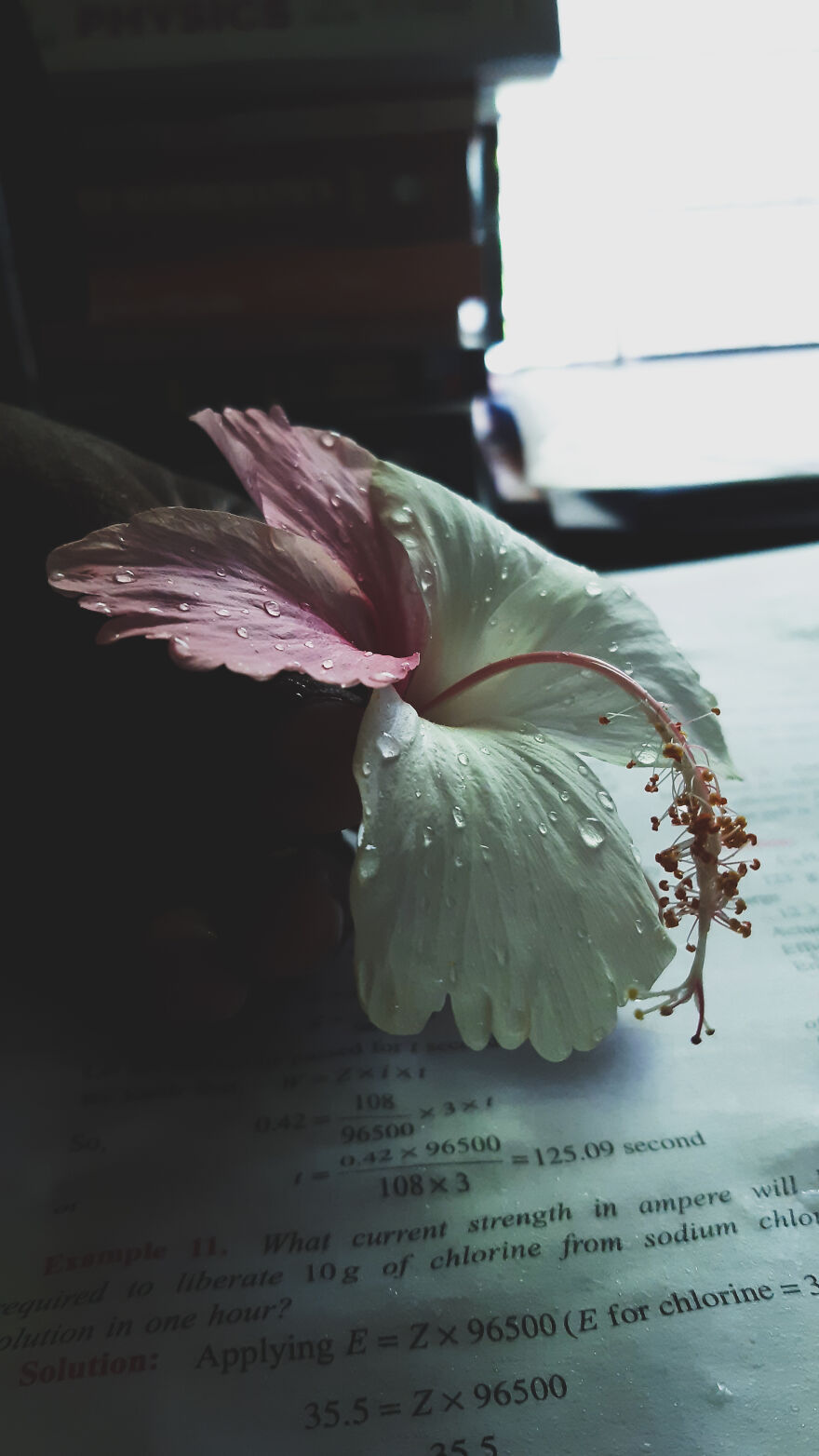 Hey Pandas! Wanted To Show Some Pics I Clicked With A Not So Good Camera Hey Pandas! Wanted To Show Some Pics I Clicked With A Not So Good Camera