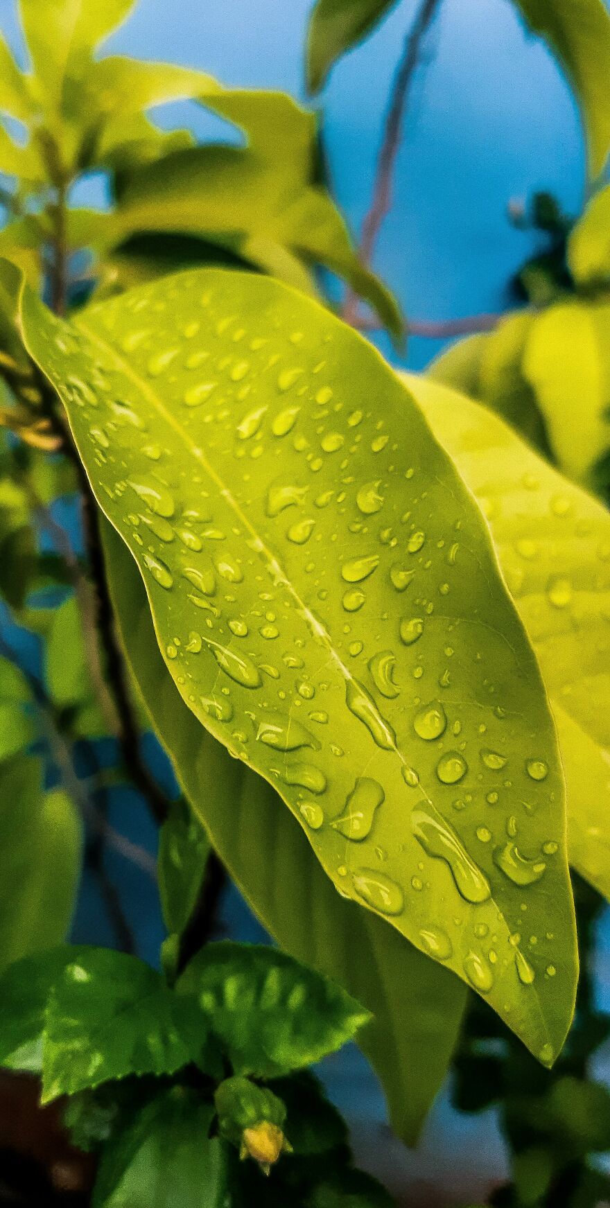 Hey Pandas! Wanted To Show Some Pics I Clicked With A Not So Good Camera Hey Pandas! Wanted To Show Some Pics I Clicked With A Not So Good Camera