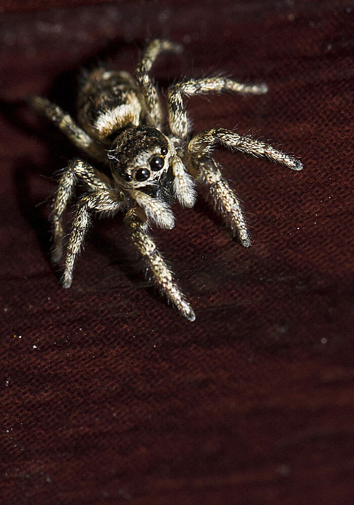 Zebra Spider