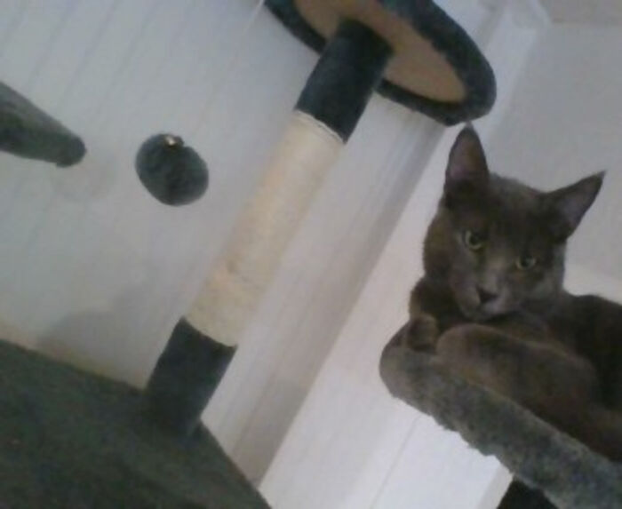 This Is Kaidou The Cat Hes Cute Or Whatever