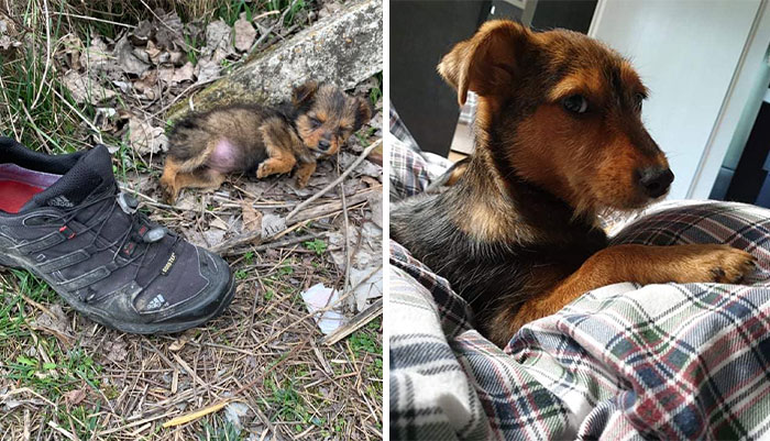 Pup Was Using A Shoe As A Shelter Until This Man Saved Him And Gave Him A Home
