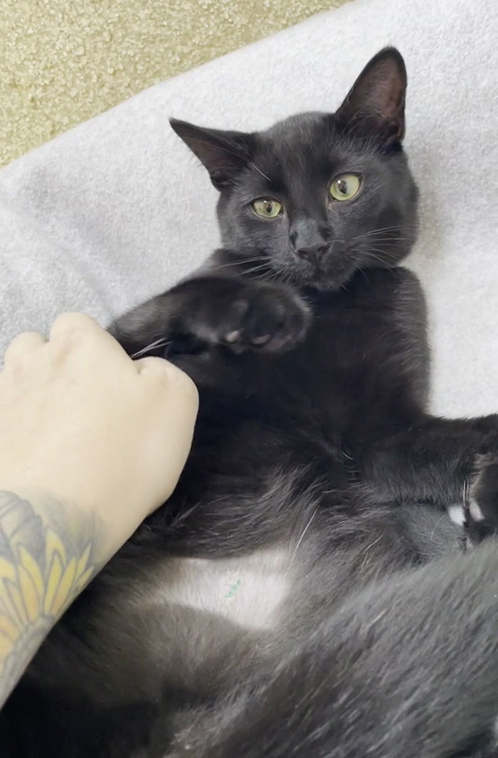 Name Ideas For Our Black Kitty Adopted On Friday The 13th