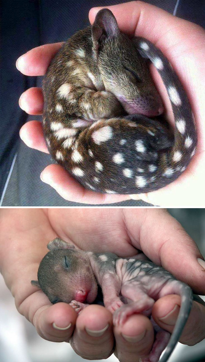 Unique animals and their babies sleeping in hands, showcasing their adorable spots and tiny features.