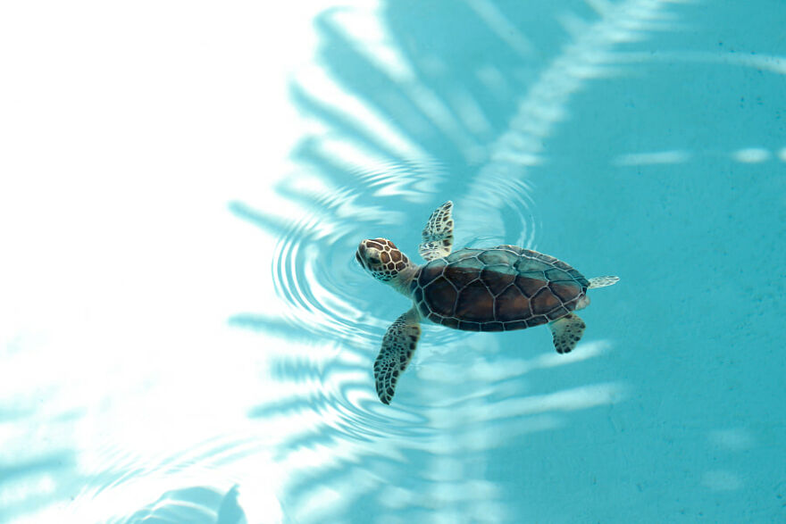 17 Amazing And Cute Animals!