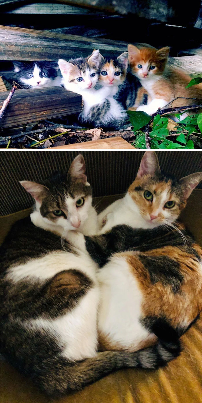 These 2 Just Turned 3 Years Old. They’ve Been Inseparable Since The Day I Found Them