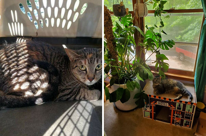 5 Years Ago Today, We Adopted The Worst "Feral" Barn Cat. Scruffles Is, However, The Most Affectionate, Talkative, And Spoiled Housecat