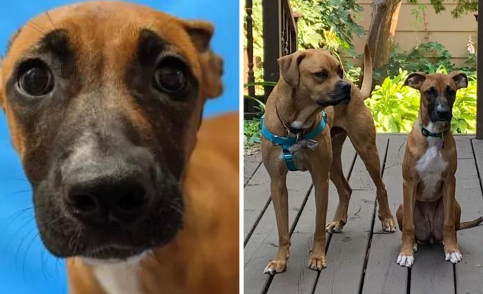 Nervous To Nested With Her Loving Older Brother (Also A Rescue)