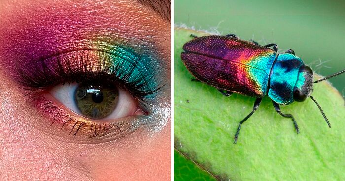 Makeup Artist Shows The Beautiful Side Of Bugs By Creating 67 Colorful Eye Makeup Looks Based On ThemMakeup Artist Shows The Beautiful Side Of Bugs By Creating 67 Colorful Eye Makeup Looks Based On Them