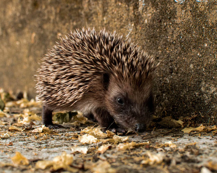 People Are Sharing Cases Of The "Butterfly Effect" Happening In Real Life (40 Stories)