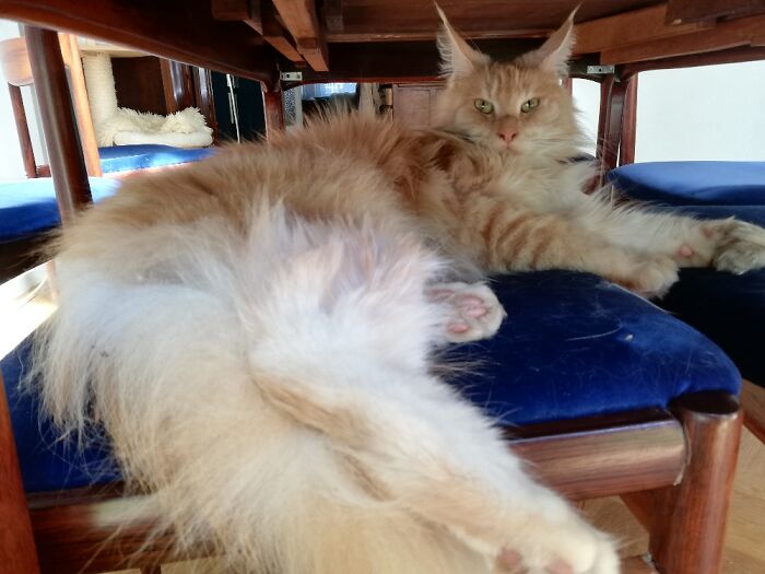 Kitten Main Coon In His Empire