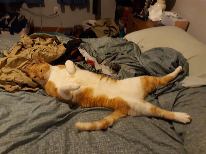 Sleepy Boy, He Often Sleeps Like This!