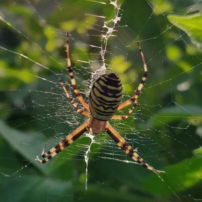 Found This Beautiful Wasp-Spider On A Dahlia Flowerfield