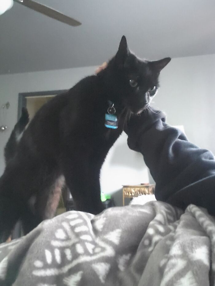 Chet. Waking Me Up,and Will Not Go Away,until Has Been Sufficiently Petted.