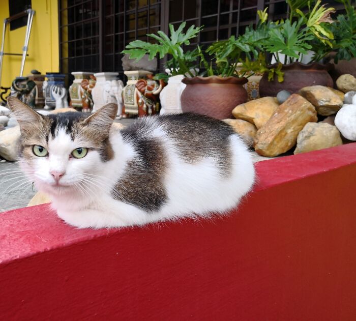 My Cat Chi Chi. 😻